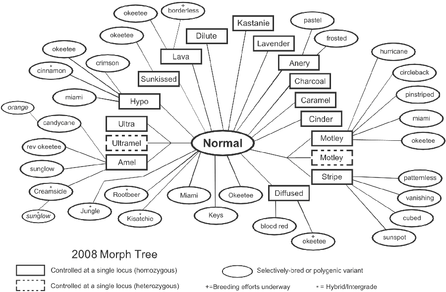 The 2008 Morph Tree diagram is a branching structure showing the relationships between genetic morphs and those that are selectively bred or polygenic and hybrids and intergrades of corn snakes. Includes amel (leading to candycane, reverse okeetee, sunglow and creamsicle) and ultra, ultramel, hypo and crimson, sunkissed, lava, dilute, kastanie, lavender, anery (pastel and frosted) charcoal, caramel, cinder, motley (hurricane, circleback, pinstriped, miami) stripe (patternless, vanishing pattern, cubed and sunspot) and diffused (bloodred) as well as selectively-bred morphs Okeetee, Miami, and Keys corns.